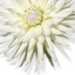 Bloemencorso Winkel - 27 september 2025