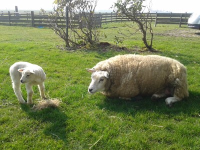 uitzicht op onze schapen